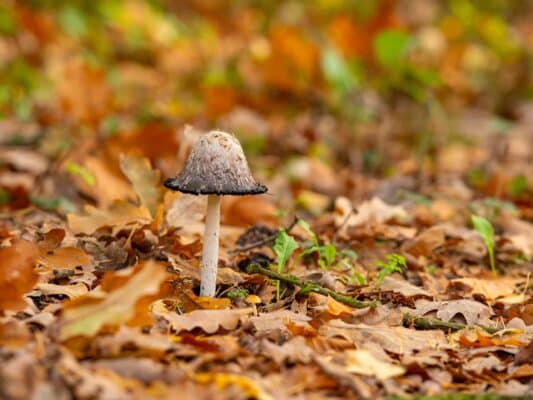 Wald 0208002